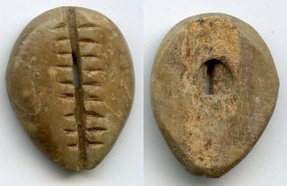 Rare Ancient Olive Bone Cowrie W/one Large Hole,  Jin State,  771 - 476 Bc,  China