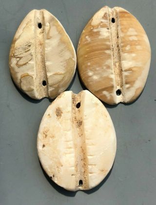 Tomcoins - China Zhou Dynasty Sea Shell Cowrie Coin