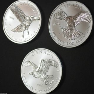 3 - 1 Oz Silver " Birds Of Prey " Series Coins - Falcon - Eagle - Hawk - Rcm