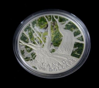 2013 Canada $20 Fine Silver Coin - Canadian Maple Canopy Spring