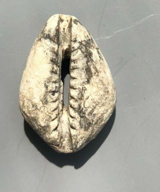 Tomcoins - China Zhou Dynasty Stone Cowrie Coin