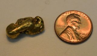 Large Size Natural California Gold Nugget 8.  5 Grams