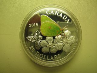 2015 Proof $20 Butterflies of Canada 3 - Colias Gigantea.  9999 silver twenty doll 4