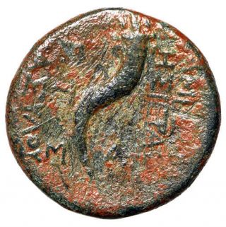 Rare Apameia Syria Greek Coin " Dionysos Portrait & Cornucopia " Large Certified