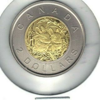 Canada 2014 Specimen Two Dollar Coin Baby Rabbits