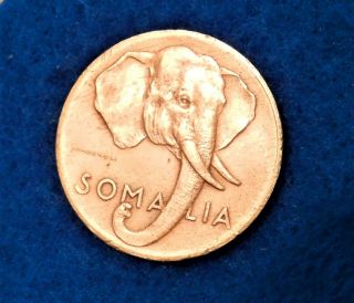 1950 Somalia Centesimo - Awesome Elephant Coin -
