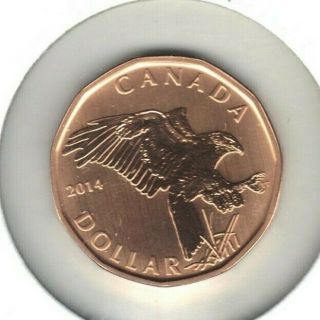 Canada 2014 Specimen One Dollar Coin Ferengenous Hawk