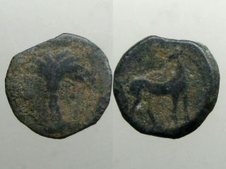 Carthage Zeugitana Bronze Ae16_horse / Palm Tree_queen Dido / Punic Wars