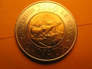 Canada 2000 $2 Coin Bear With Cubs Taking Them To The Path Of Knowledge.