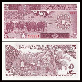 Somalia 5 Shillings Banknote,  1986 P - 31b,  Unc,  Africa Paper Money