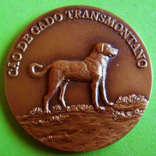 Animal Breed Cattle Dog Cão De Gado Transmontano Canine Kennel Club Bronze Medal