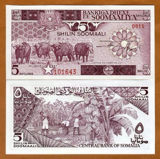 Somalia,  5 Shillings,  1987,  P - 31c,  Unc Buffalo,  Banana Harvest