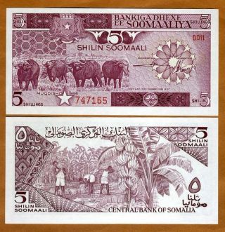 Somalia,  5 Shillings,  1986,  P - 31b,  Unc Buffalo,  Banana Harvest