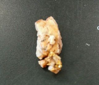 Gold Nugget In Quartz Specimen 1.  7 Grams