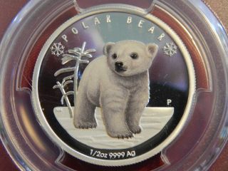 2017 - P 1/2 Oz.  50c Tuvalu Polar Babies Polar Bear Cubs Pcgs Pr70dcam