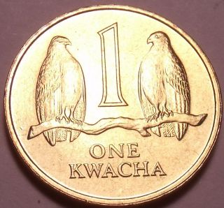 Gem Unc Zambia 1992 1 Kwacha Two Falcons On A Branch See R African Coins Sh