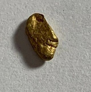 Gold Nugget From Mine In Colorado Gold Picker Natural Gold