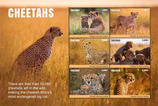 Tanzania 2017 Fauna Animals Cheetahs I201803