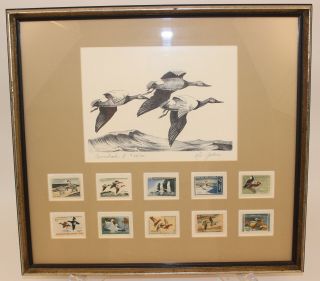 1966 Ron Jenkins Federal Duck Stamp Print " Canvasbacks Ii " Framed W/10 Stamps