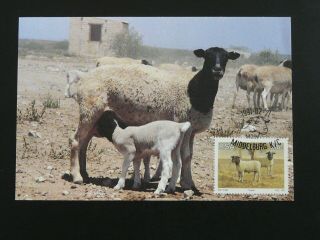 Domestic Animal Sheep Maximum Card South Africa 86180