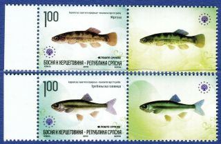 Bosnia Serbia (209) - Fauna - Fish - Mnh Set,  Label - 2010