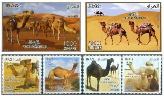 Iraq Stamps Camels 4 Stamps,  2 Sheets 2013 Never Hinged