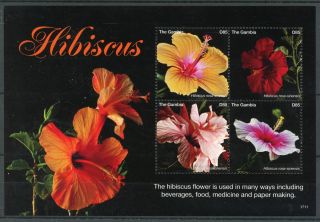 Gambia 2017 Mnh Hibiscus Flower 4v M/s Flowers Flora Nature Stamps