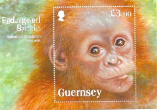 Guernsey Sumatran Orangutan Mnh Min Sheet - Monkeys Endangered