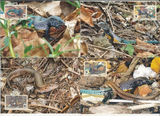 D276206 Reptiles Snakes St.  Lucia Whiptail Wwf Set Of 4 Maxicards Saint Lucia