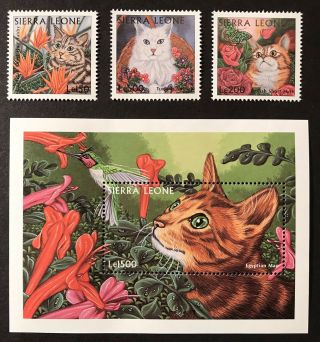 1997 Mnh Sierra Leone Cats Stamp Set 3v,  S/s Tabby Flowers Hummingbird Angora