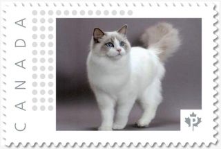 Ragdoll Cat Exotic Breed Personalized Postage Stamp Mnh Canada 2018 P18 - 06sn11