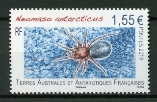Fsat Taaf 2019 Mnh Neomaso Antarcticus Spider 1v Set Insects Spiders Stamps