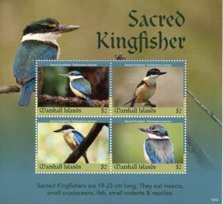 Marshall Islands 2019 Mnh Sacred Kingfisher 4v M/s Kingfishers Birds Stamps
