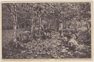 Germany Dr 1916 Colonial Pict.  Pc (cocoa Plantation,  Kamerun) Hamburg