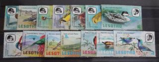 Lesotho 1981 Birds Thematic Set Fine Mnh Sg437 - 50