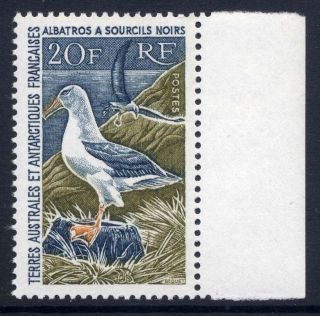 French Antarctic 1962 - 72 20f Scarce Bird Thematic Very Fine Unmounted Sg 31