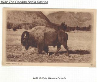 1932 Sepia Scenes P50 461 Buffalo,  Western Canada Prepaid Post Card