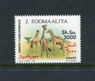 Somalia 617,  Mnh,  Wild Animals Giraffes 1992.  X27984