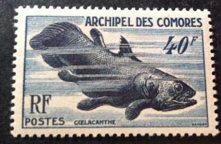 Comoro Islands 1950 40f Fish Stamp Mnh Sg12