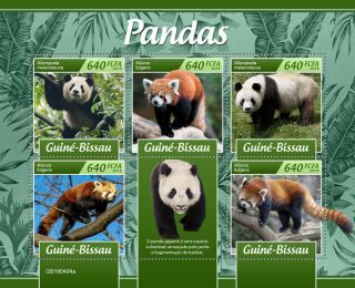 Guinea Bissau 2019 Fauna Pandas S201904