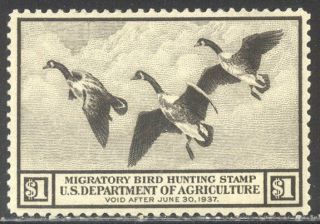U.  S.  Rw3 Vf Nh Beauty - 1936 $1.  00 Canada Geese ($325)