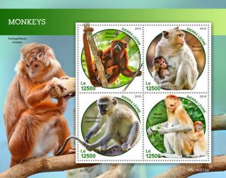 Sierra Leone 2019 Fauna Monkeys S201903