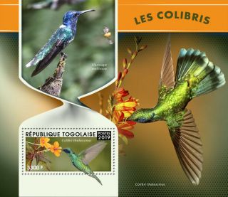 Togo 2019 Fauna Hummingbirds S201903