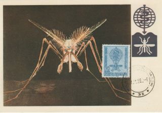 Malaria Paludisme 1962 Italy Maximum Card 70 Lire