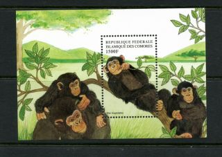 T245 Comoro Islands 1999 Chimps Monkeys Sheet Mnh