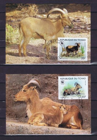 Chad 1988 Four Official Wwf Maxi Cards Endangered Animals - Barbary Sheep