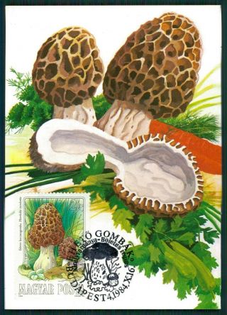 Hungary Mk Mushrooms Mushroom Pilze Champignons Carte Maximum Card Mc Cm Br12