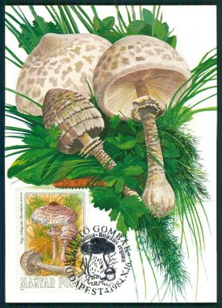 Hungary Mk Mushrooms Mushroom Pilze Champignons Carte Maximum Card Mc Cm Br13