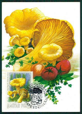 Hungary Mk Mushrooms Mushroom Pilze Champignons Carte Maximum Card Mc Cm Br17