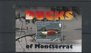Montserrat 2012 Mnh Ducks 1v S/s Birds Northern Shoveler Anas Clypeata